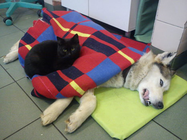 νοσοκόμος κτηνίατρος γάτος Γάτα 