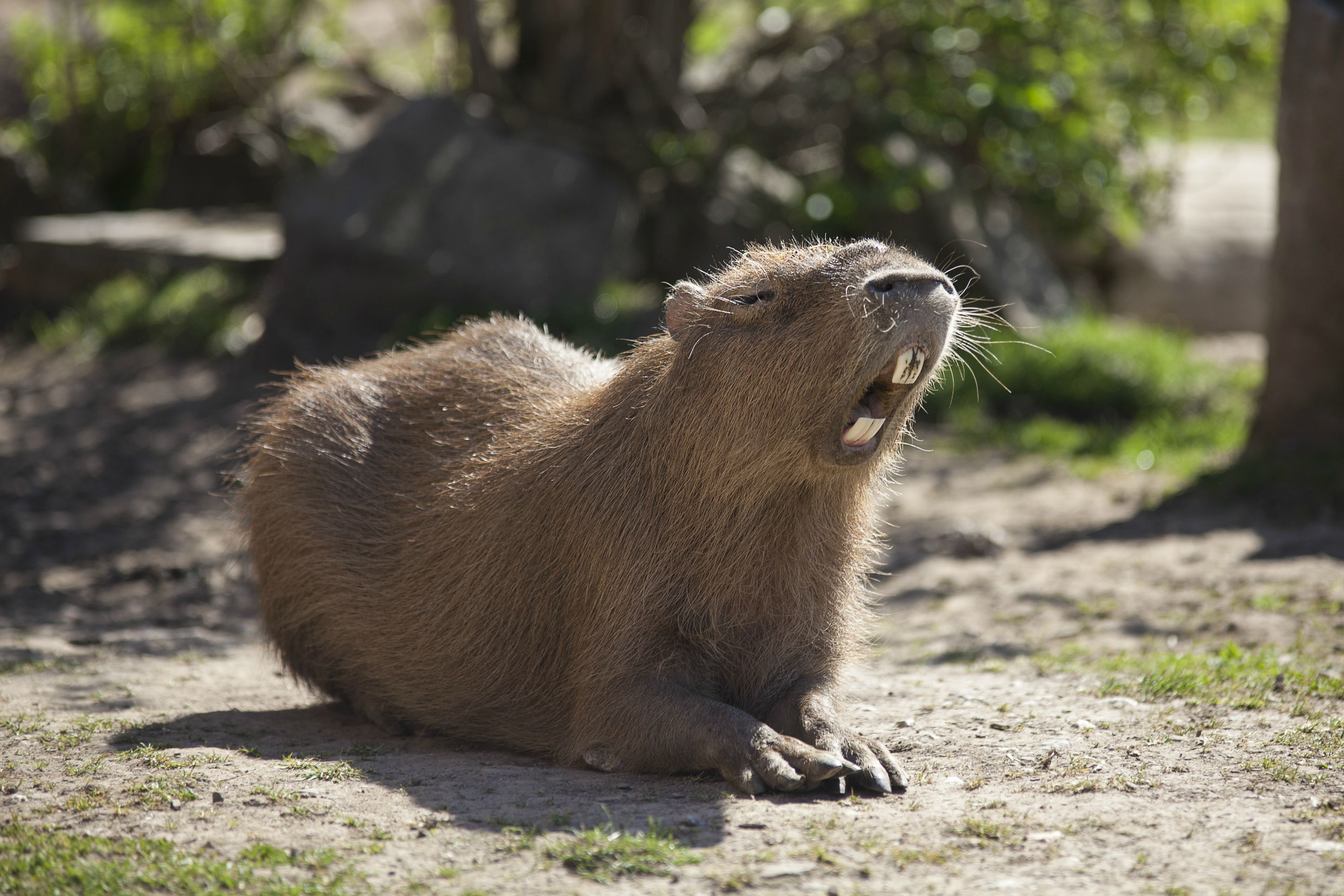 capybara