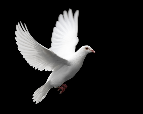 90361 bigstockphoto White Dove In Flight 976408