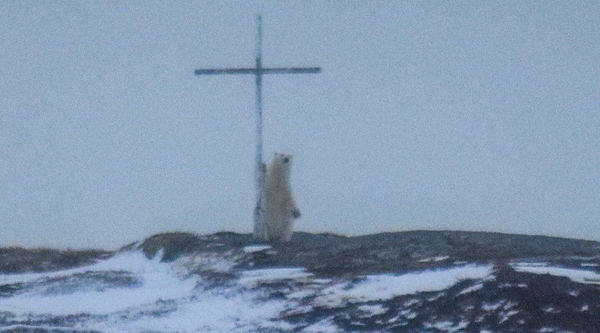 polar bear canada cross