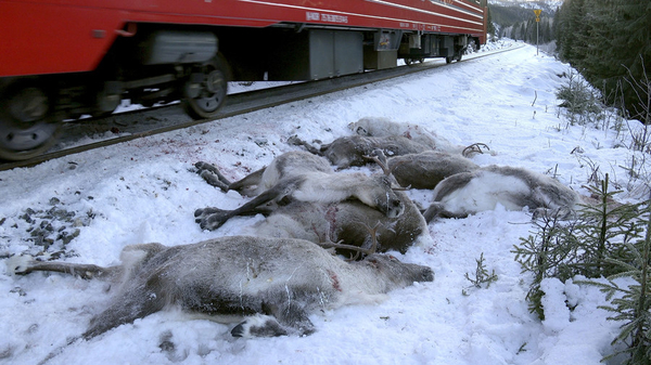 reindeer run over by train 