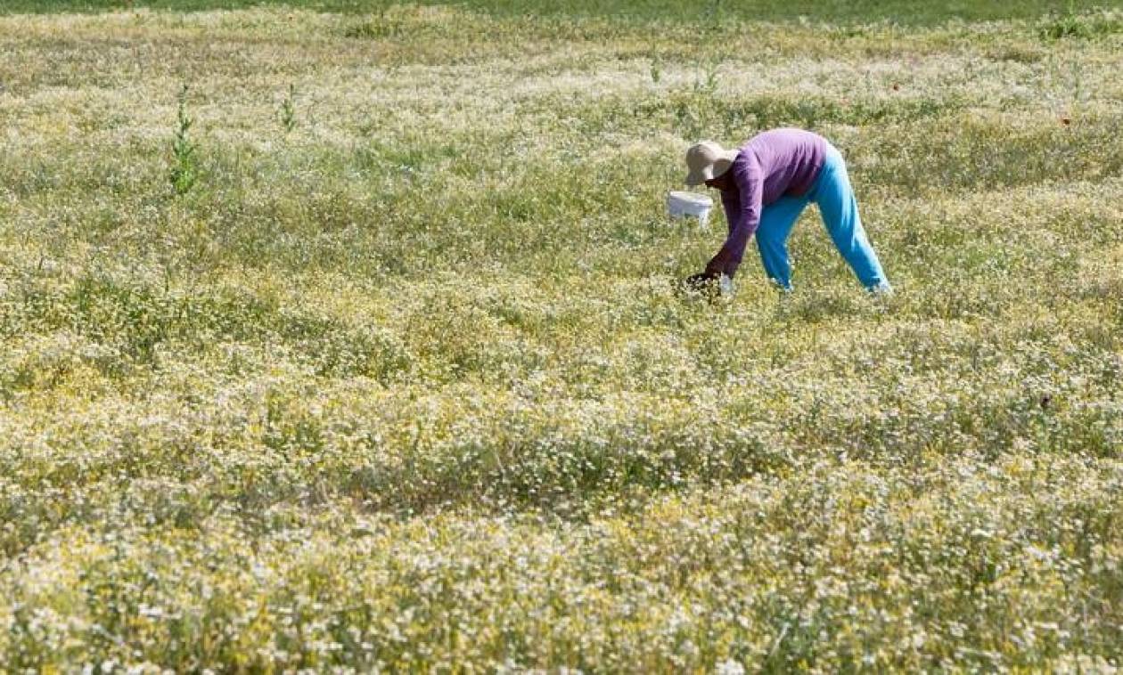 Τα «ραβασάκια» του ΟΓΑ «καίνε» χιλιάδες αγρότες 