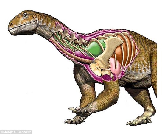   4E0FF97300000578 The researchers found the vertebrae of the throat and the dinosaur's tail, bones of its forelegs and part of the bones of the back of the paws. 