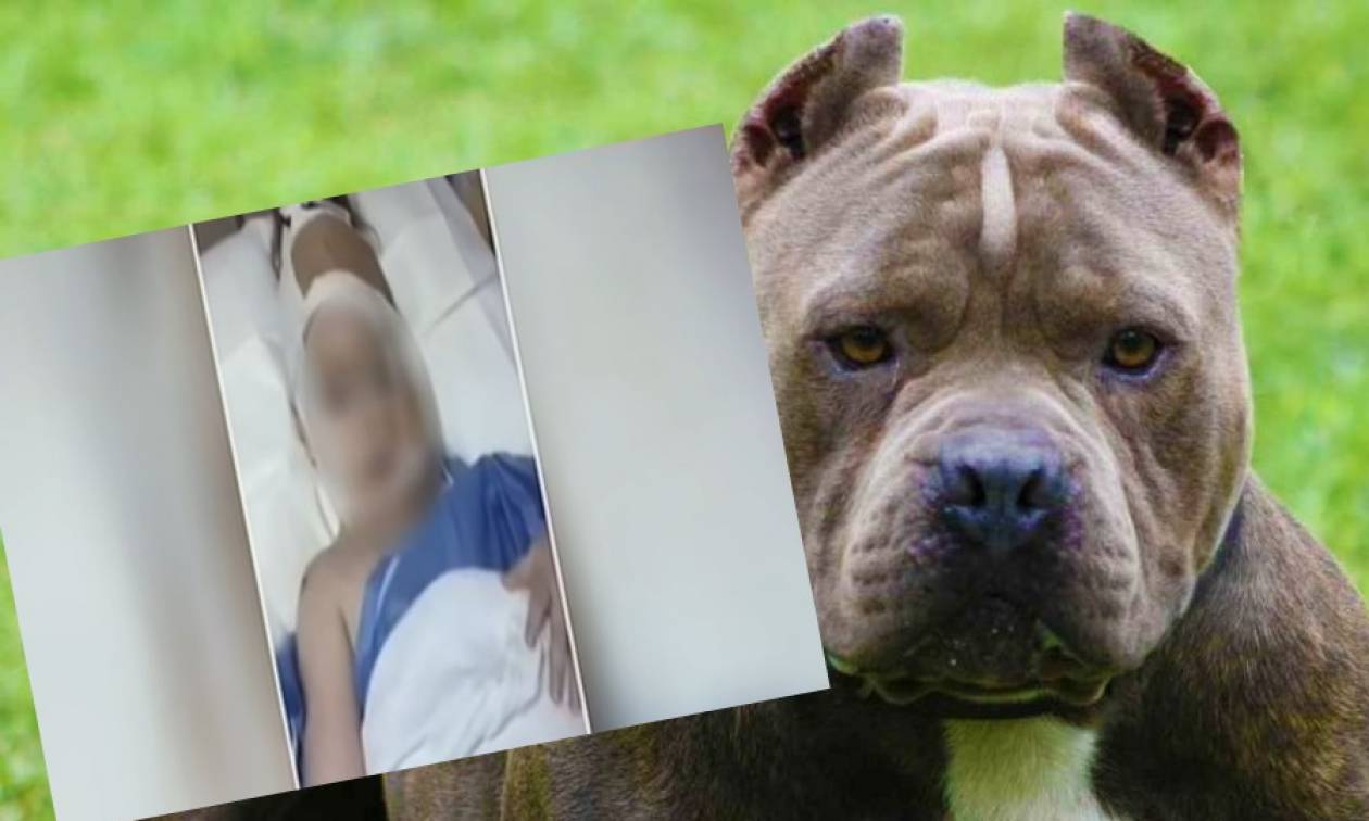 Attaque d'un chien sur un chiot de 3 ans: Zivophilia de Chavele mÃ¨ne Ã  des drames 